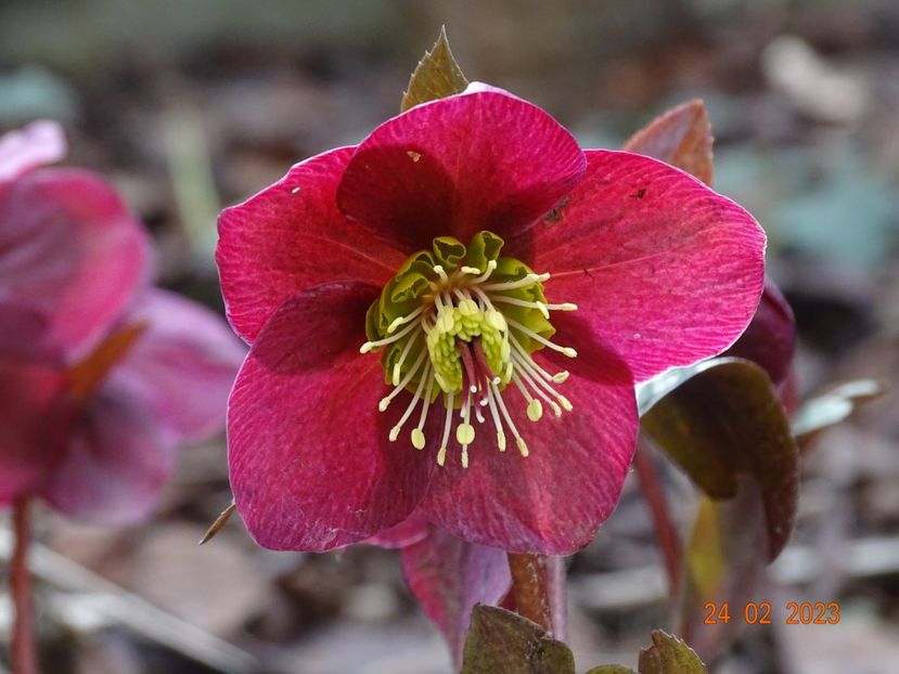 Anna's Red - Helleborus 2023