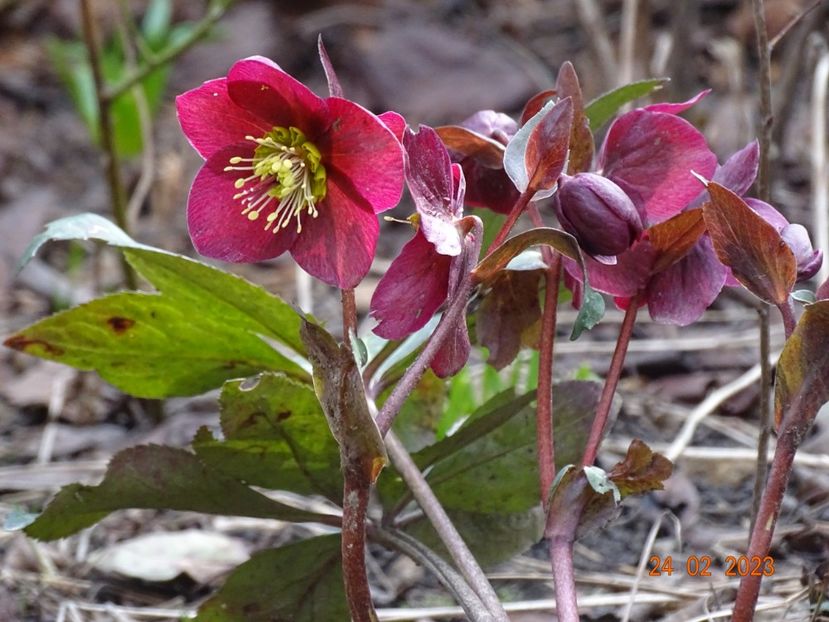 Anna's Red - Helleborus 2023
