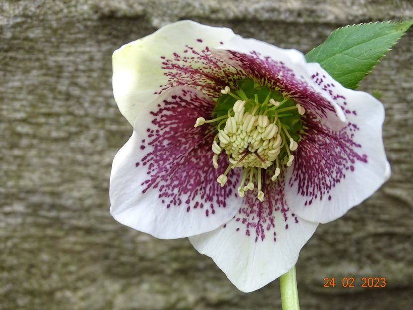 Frozen Kristoff - Helleborus 2023