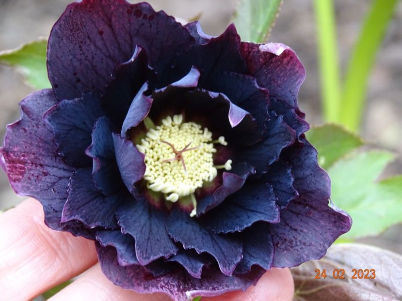 Double Ellen Purple - Helleborus 2023