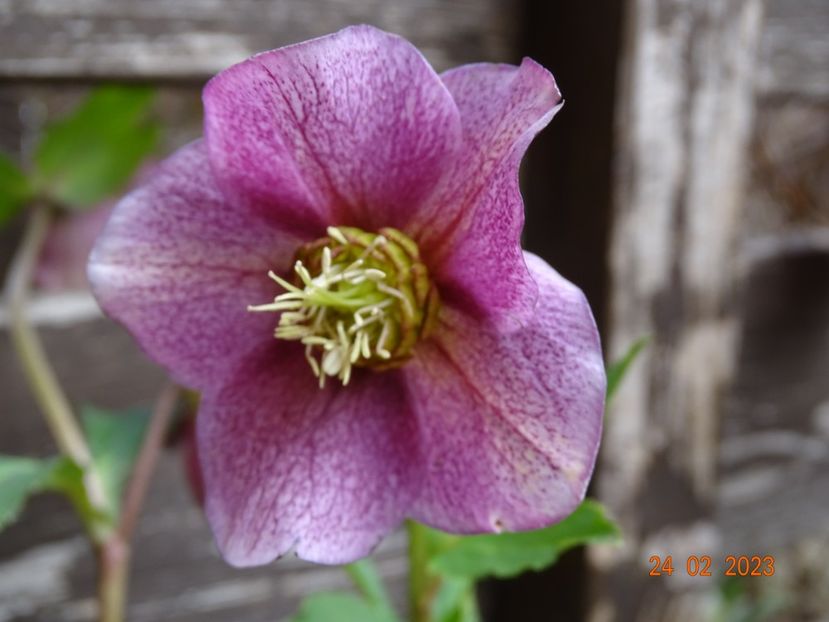 Red Lady - Helleborus 2023