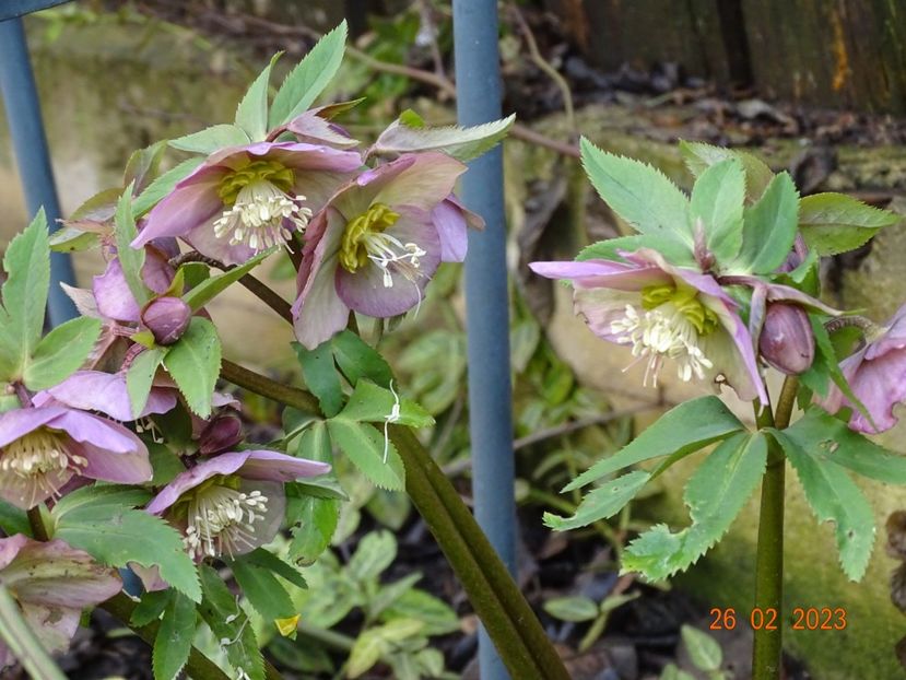 seedling - Helleborus 2023