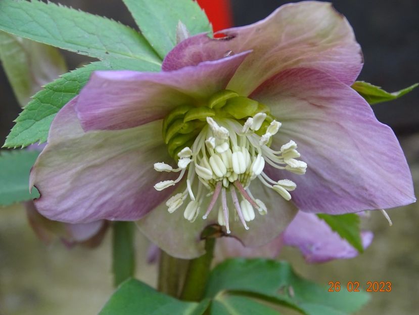seedling - Helleborus 2023