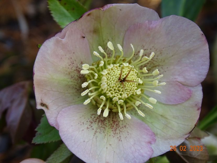 seedling - Helleborus 2023