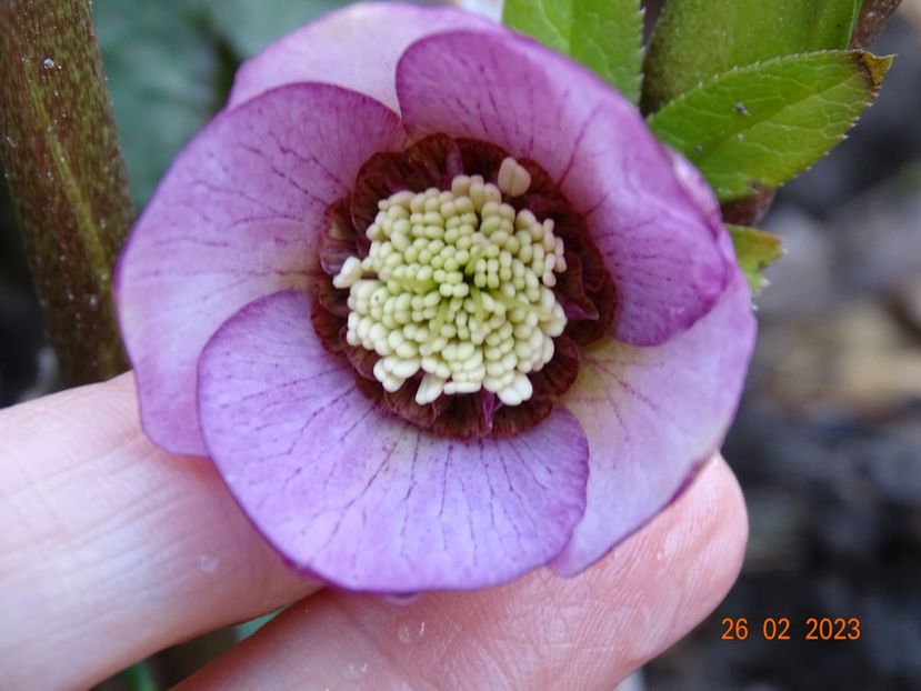 Paris in Pink - Helleborus 2023