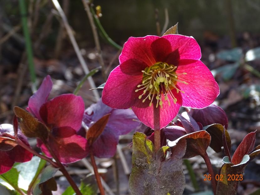 Anna's Red - Helleborus 2023