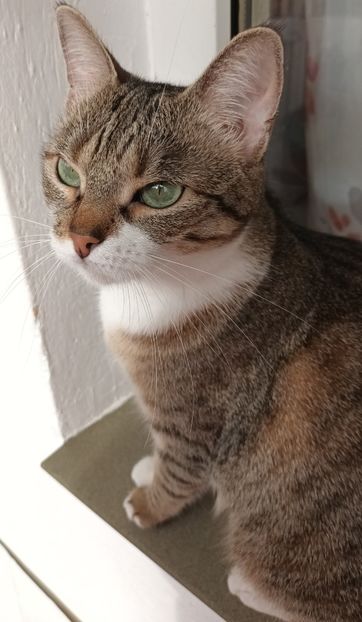  - E primăvară-n balcon