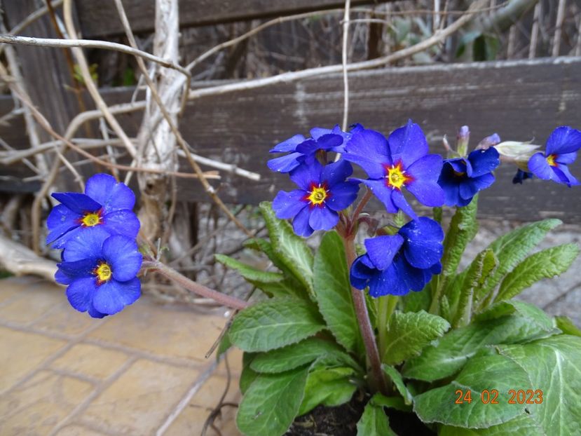 primula elatior - Primule 2023