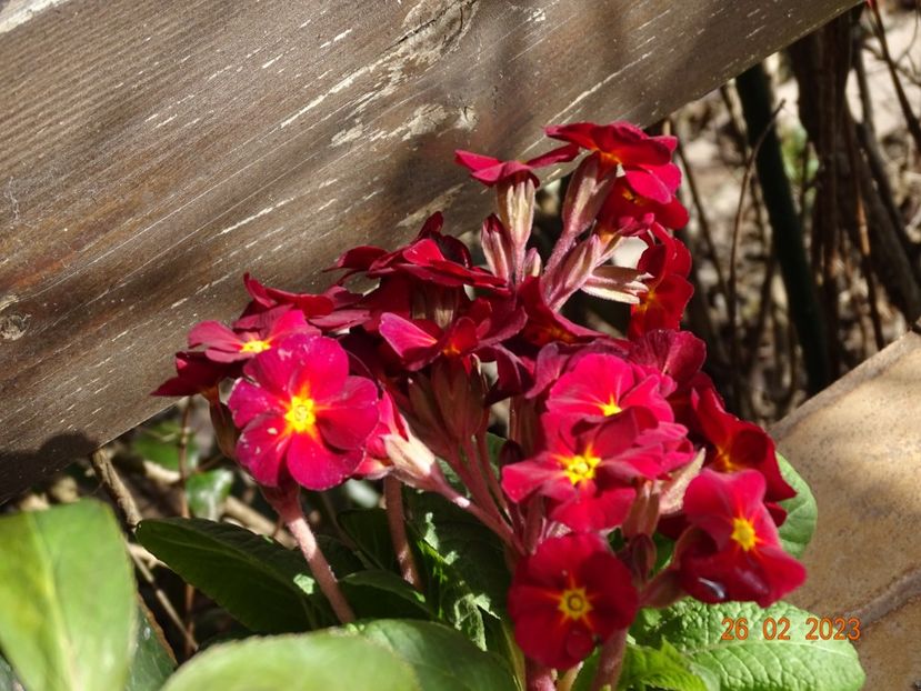 primula elatior - Primule 2023