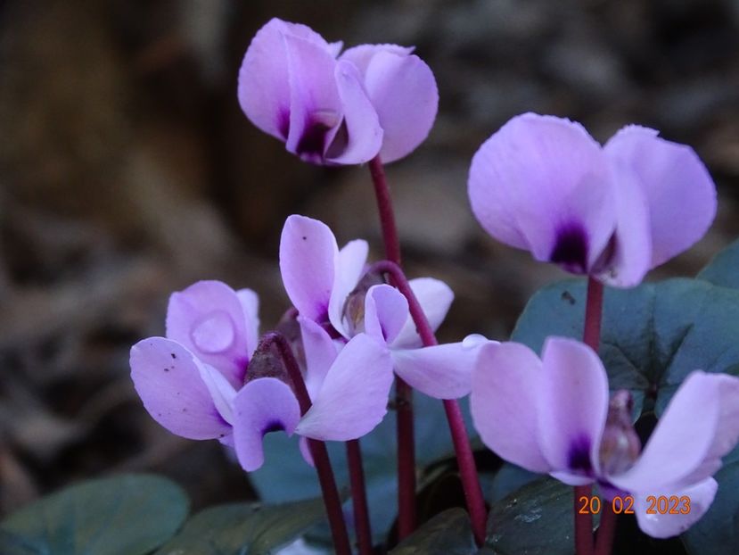 cyclamen coum Pink - Primavara 2023
