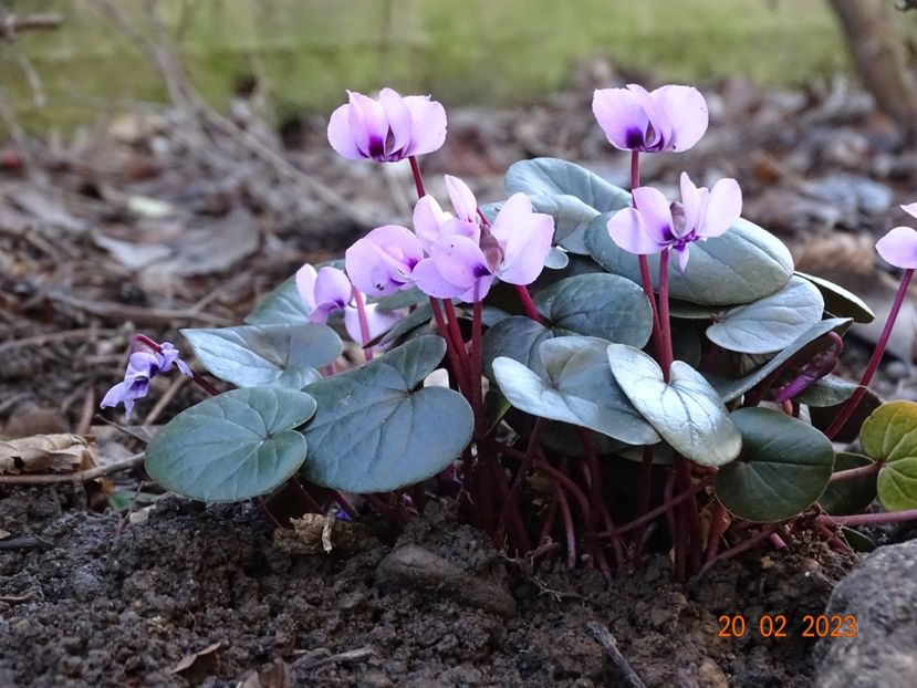 cyclamen coum Pink - Primavara 2023