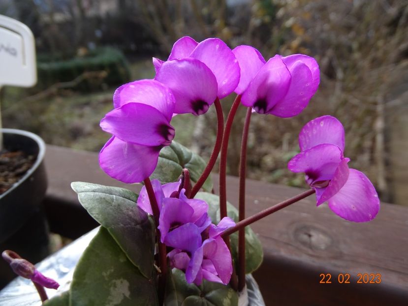 cyclamen coum Rubrum - Primavara 2023