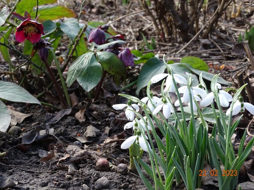 galanthus nivalis - Primavara 2023
