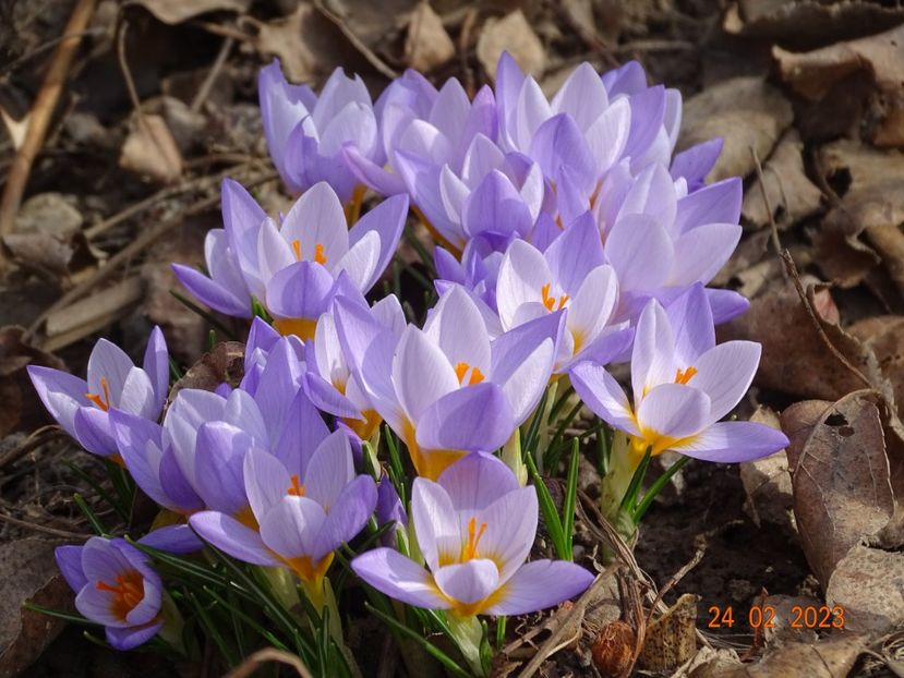crocus Firefly - Primavara 2023