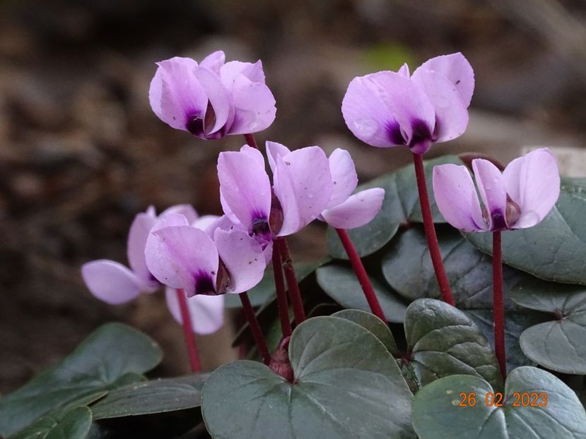 cyclamen coum Pink - Primavara 2023