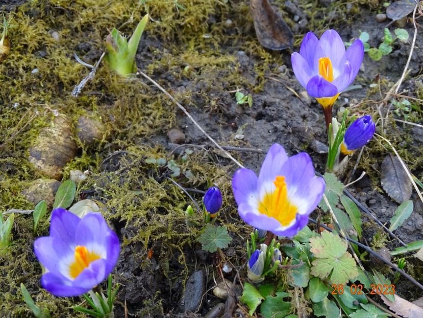 crocus Tricolor - Primavara 2023