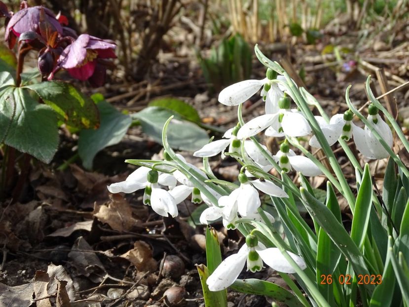 galanthus nivalis si helleborus seedling - Primavara 2023