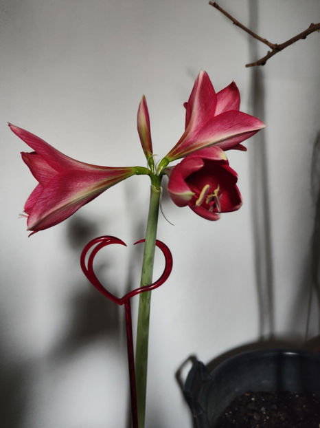 hippeastrum amaryllis - Gradina si terasa PrimaLuce__10-Hello 2023