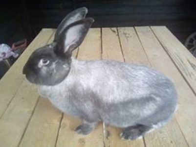  - Secuiesc 2016-17-18-19-20-21-22-23