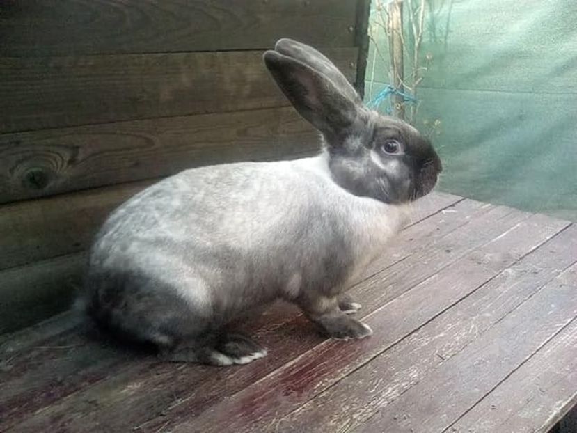  - Secuiesc 2016-17-18-19-20-21-22-23