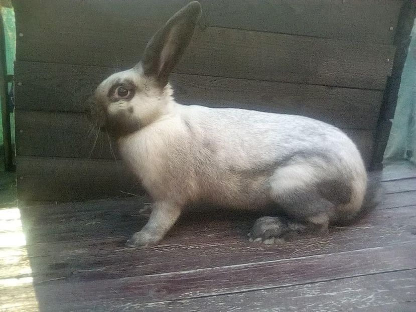  - Secuiesc 2016-17-18-19-20-21-22-23