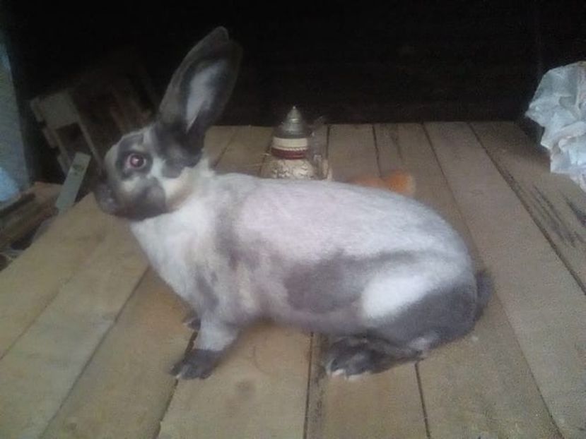  - Secuiesc 2016-17-18-19-20-21-22-23