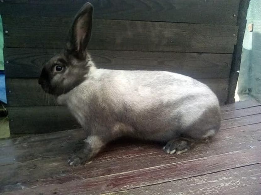  - Secuiesc 2016-17-18-19-20-21-22-23