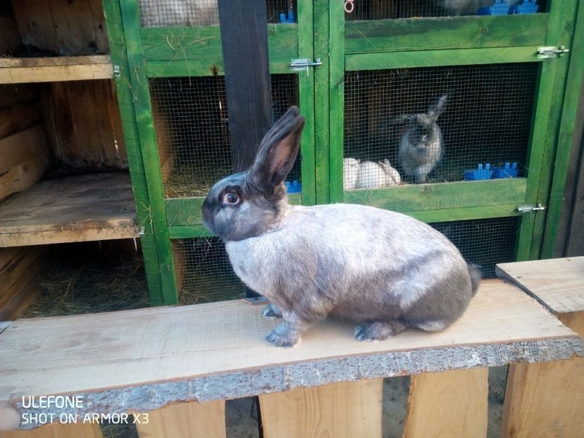  - Secuiesc 2016-17-18-19-20-21-22-23