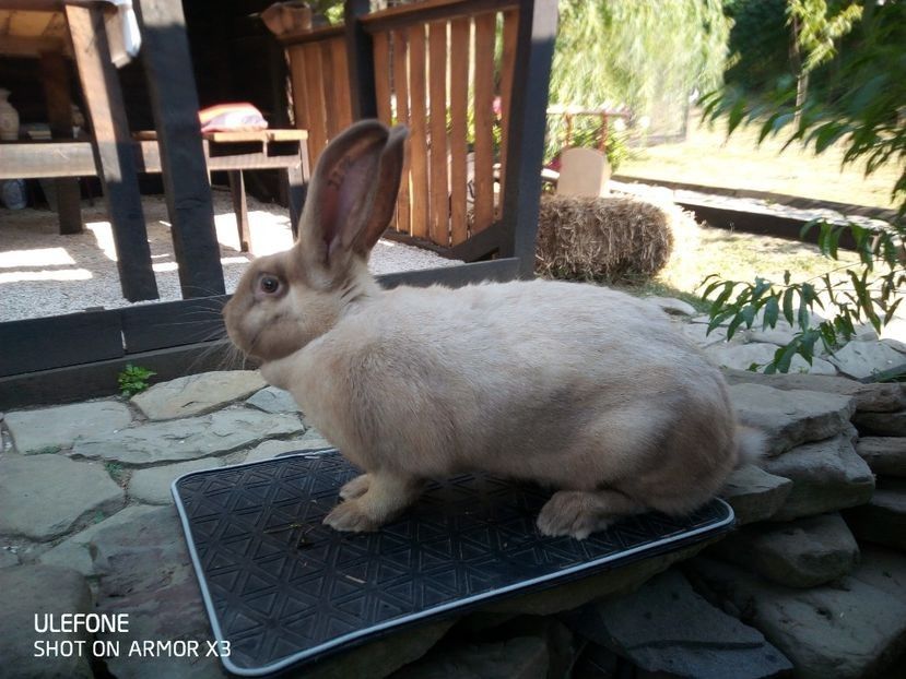  - Secuiesc 2016-17-18-19-20-21-22-23