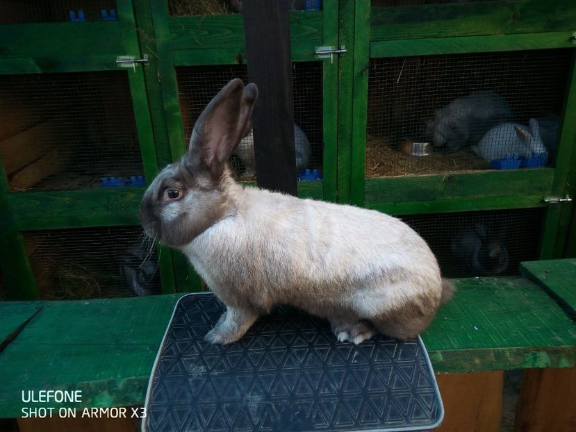  - Secuiesc 2016-17-18-19-20-21-22-23