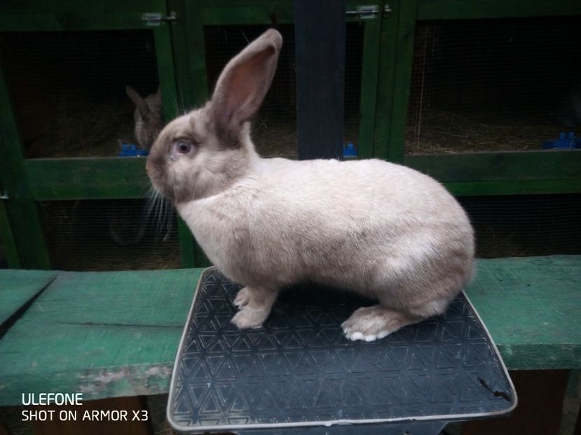  - Secuiesc Havanna Sallander Fem-3