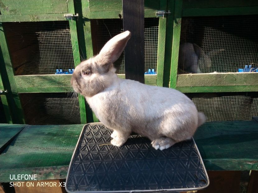  - Secuiesc Havanna Sallander Masc-2