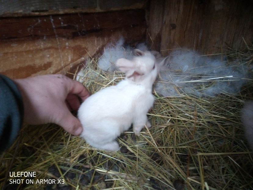  - Secuiesc Sallander Tineret