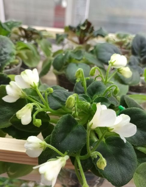  - Mac s Callow Carillion