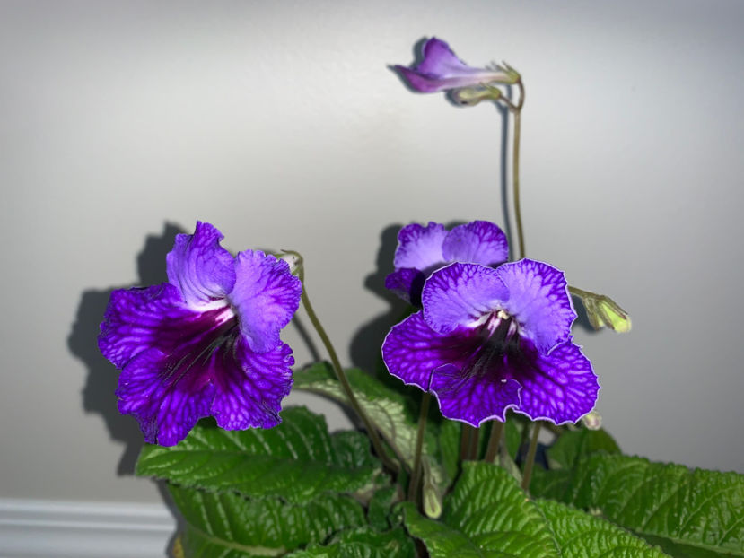  - Plante de interior 2023