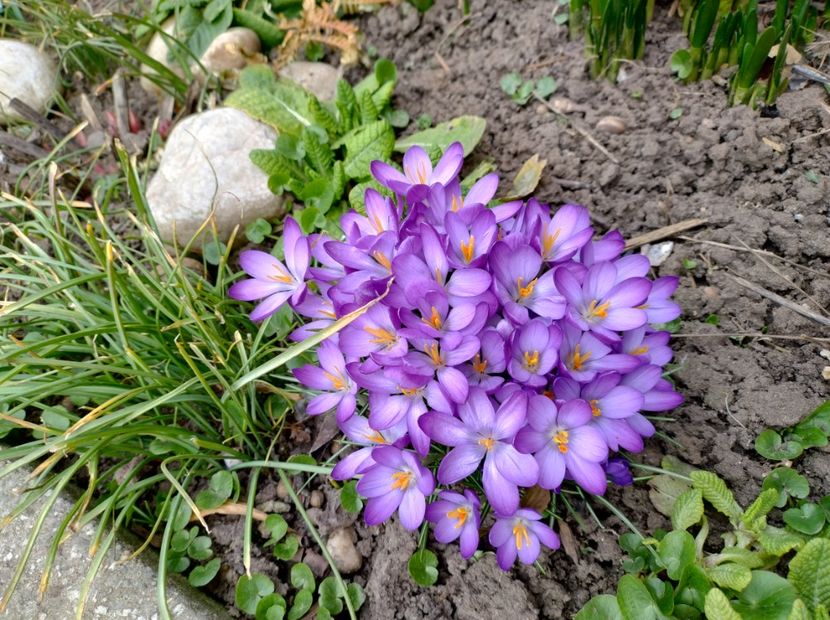  - Flori de gradina-2023