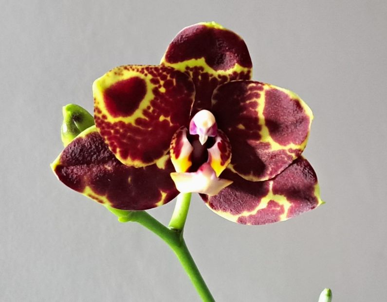 GW Green World 'Snakeskin' - Phalaenopsis 2