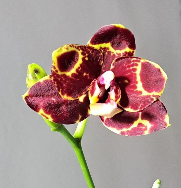  - Phalaenopsis 2