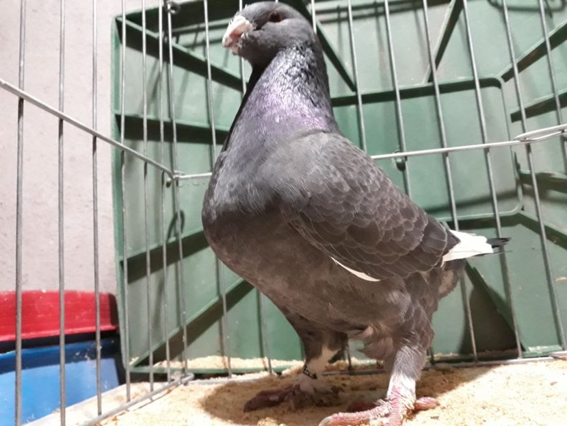 IMG-20230226-WA0047[1] - Amintiri