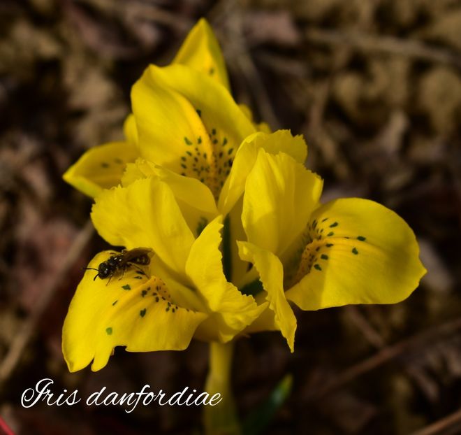 AddText_02-25-02.07.54 - Gradina 2023