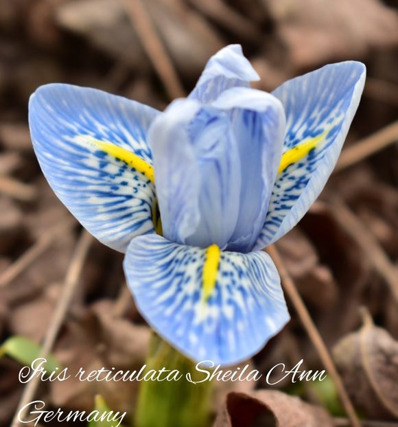 AddText_02-23-11.26.51 - Gradina 2023