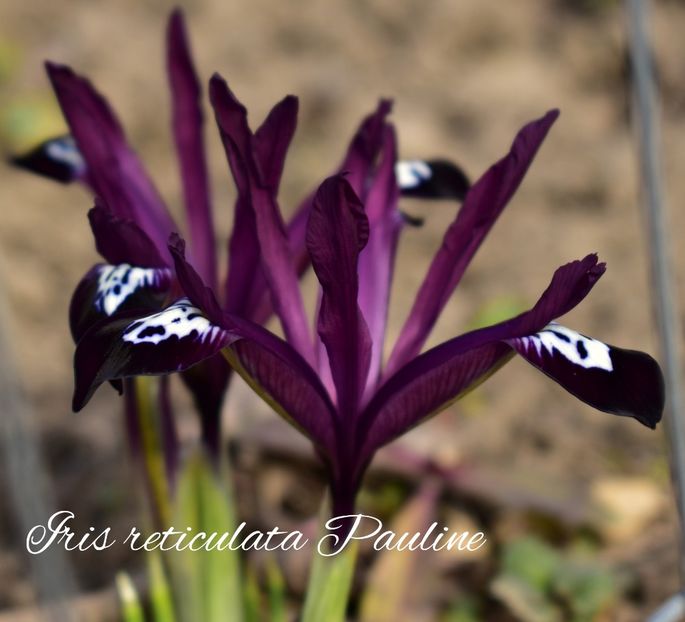 AddText_02-23-11.25.35 - Gradina 2023