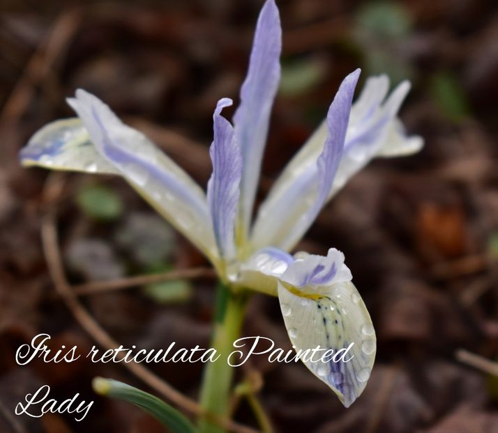 AddText_02-22-09.42.57 - Gradina 2023