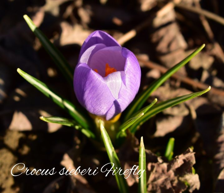 AddText_02-21-11.26.50 - Gradina 2023