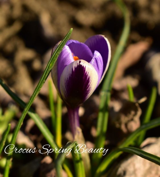 AddText_02-21-10.29.39 - Gradina 2023