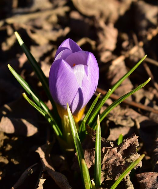  - Gradina 2023