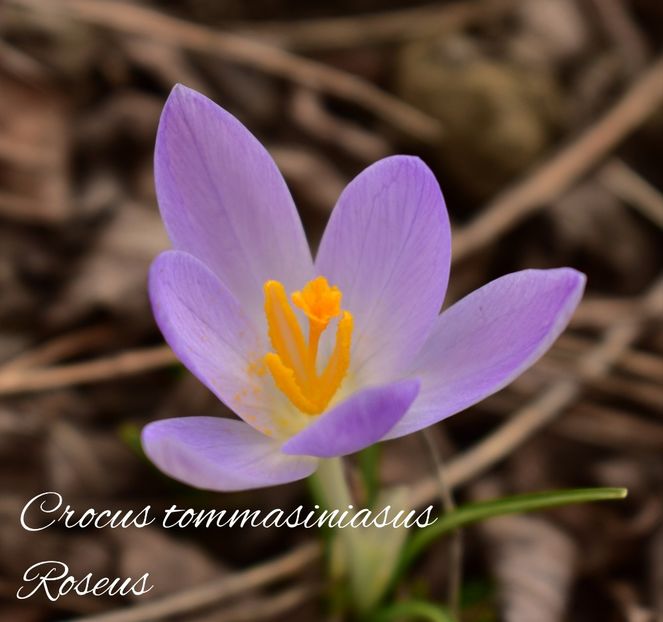 AddText_02-19-11.44.44 - Gradina 2023