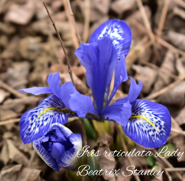 AddText_02-19-11.42.55 - Gradina 2023