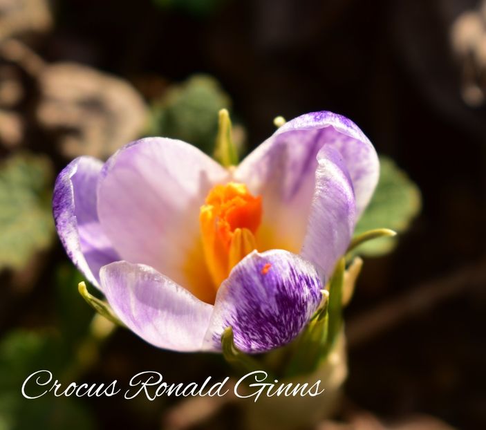 AddText_02-17-03.11.07 - Gradina 2023