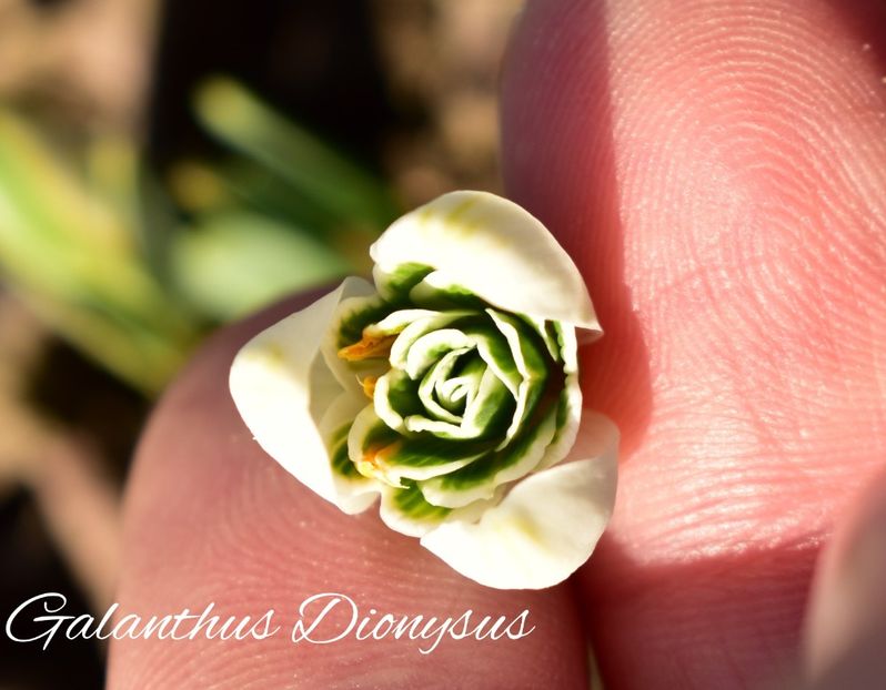 AddText_02-16-02.54.43 - Gradina 2023